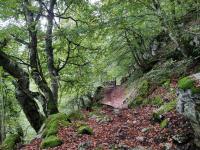 Senda en el bosque