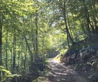 Bosque