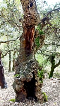 Alcornoque