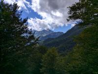 Bosque de Peloño